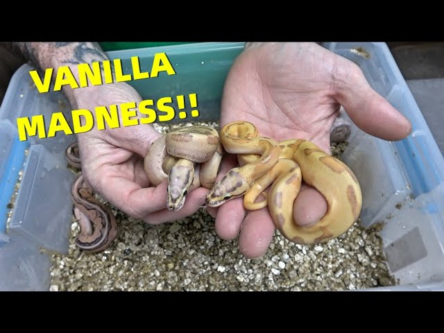 Vanilla Cream Ball Python Madness! Clutch Update 104/88