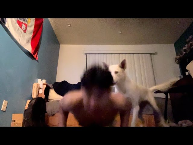 At Home Workout;Calesthenics: She Straight Destracts Me During The Full Body Stack🙃🤦‍♂️
