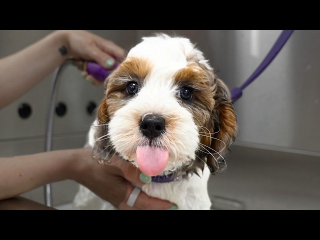 This Puppy Was WAY Too Cute To Groom