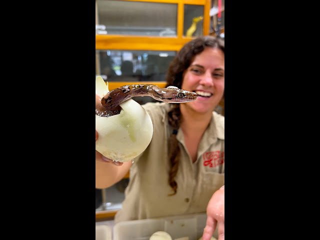 Hatching SUPER Rare Python Eggs🤩🤯