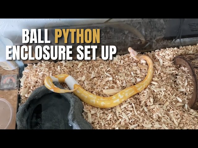 Set Up My Python Enclosure After Cleaning