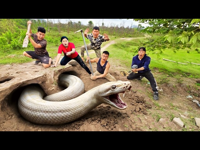 Expert Bravely Digs Up and Captures a Giant White Python