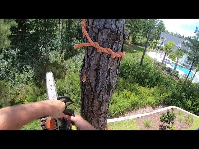 Topping a pine tree in Leland North Carolina