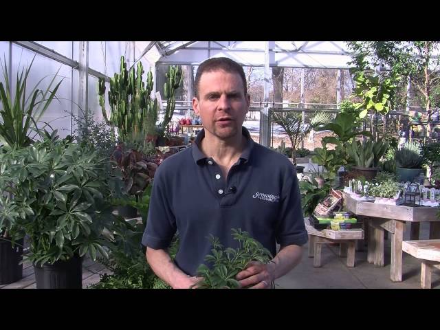 Caring for a Schefflera Plant