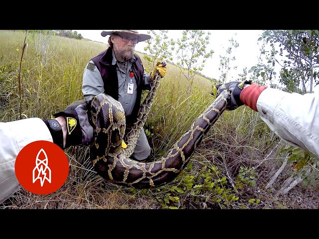 Why Military Veterans Are Hunting Pythons in the Everglades