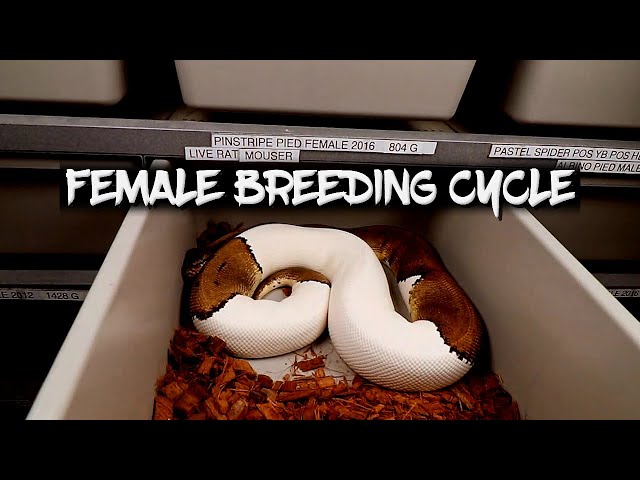 The Ball Python Female Breeding Cycle
