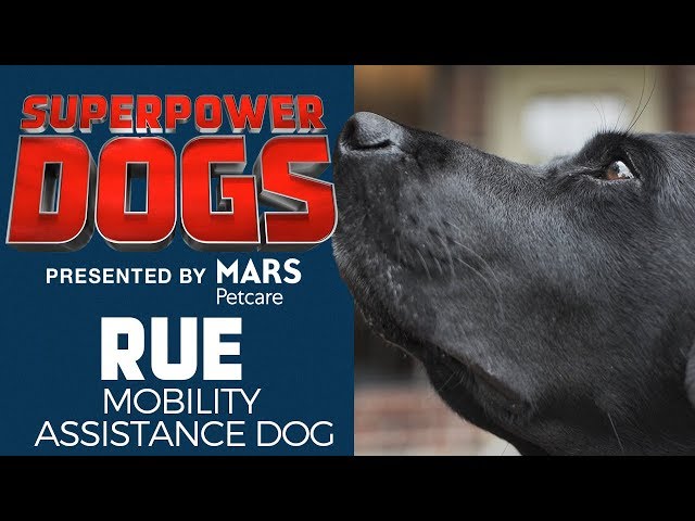 Mobility Assistance Dog: Rue | Superpower Dogs