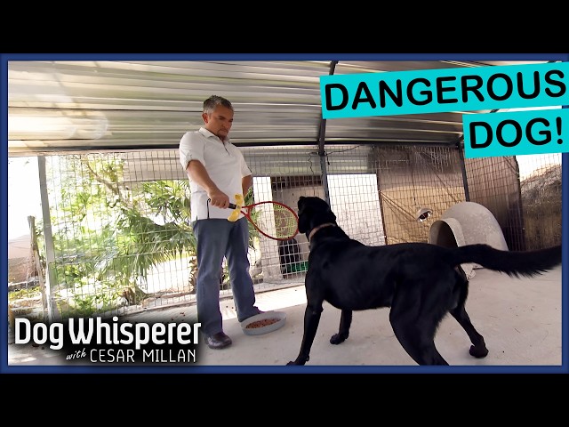 Family Dog Must Be Caged for Aggression | Dog Whisperer With Cesar Millan