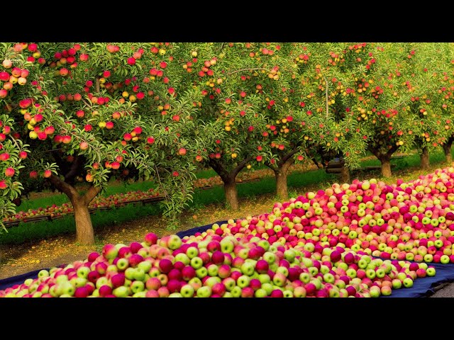 How Billions of Cider Apples Are Harvested in America Every Year | Farming Documentary 🍏