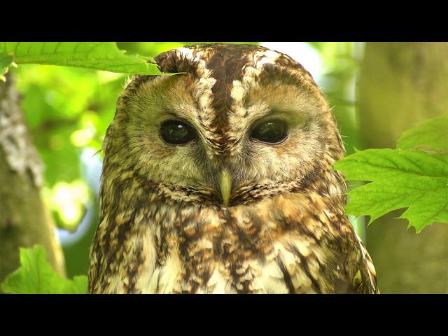 I Turned My Garden into a Haven for Wildlife and the Animals Came | My Story | Robert E Fuller
