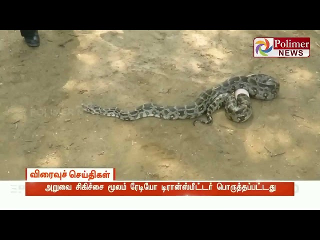First Time In India- Indian Rock Python Research Using Radio Transmitters