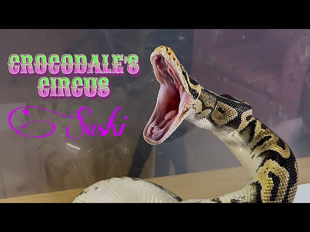 SUSHI | Pastel Enchi Het Clown Royal / Ball Python | #feeding #highlights 💛🎬 (10.10.25)