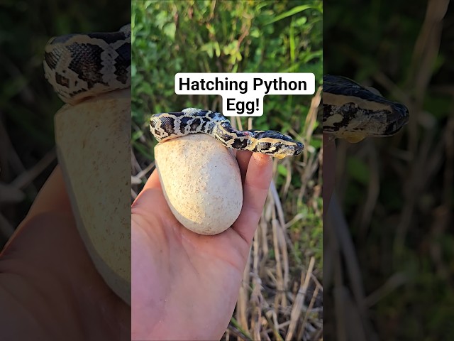PYTHON EGG HATCHING!  #python #snake #shorts #wildlife #nature #dangerous #herping #crazy #florida