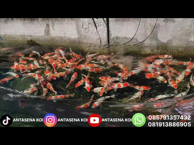 WOW 😱 VLOG PANEN KOHAKU SANKE DOITSU SUPER 