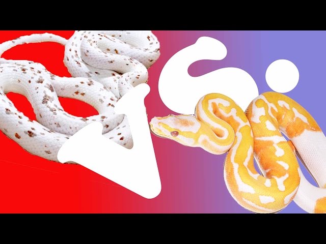 CORN SNAKES VS. BALL PYTHONS: WHAT IS THE BEST PET SNAKE