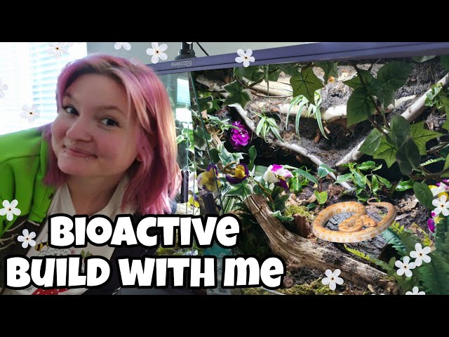 building my first bioactive vivarium🌱🐍 | ball python |