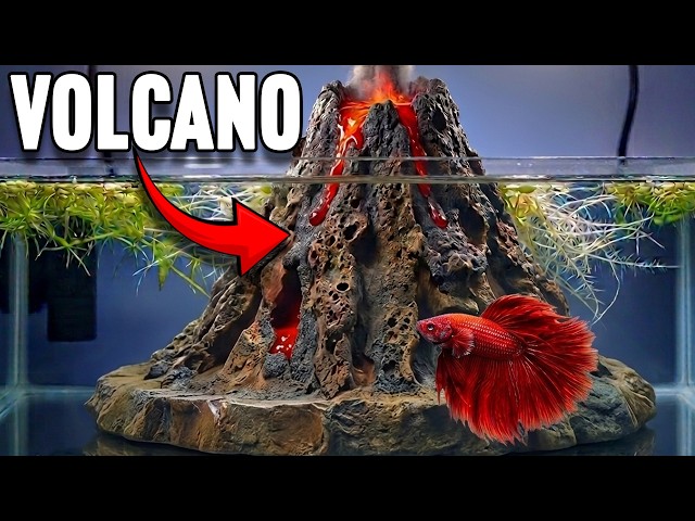 I Built an Underwater Volcano Ecosystem