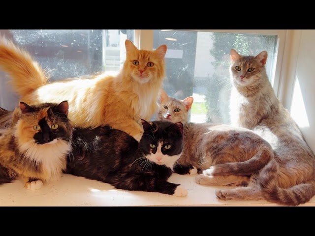 KittenWatch: Rise of the Catermelons 🐾🙀