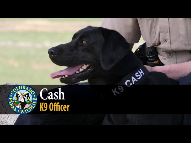 Help Support CPW's K9 Pilot Program