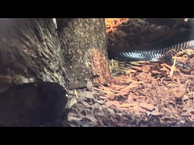 SNAKE 