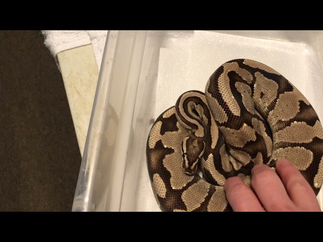 Ball Python Adult Female Vanilla 2019