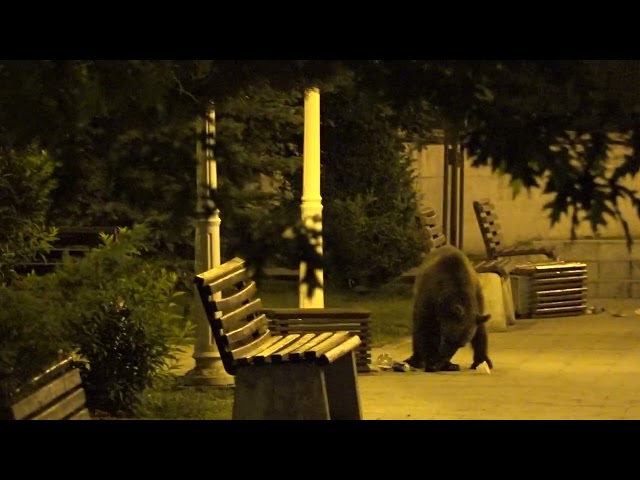 Urs tanar in parc, Romania 2019 / Bears in Romania by Ursuletul Carcotas