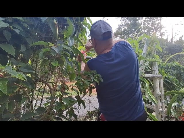 Raúl makes decisions without asking me 🤦‍♀️ why does he do that? I'm going to buy corn, Pitahayas...