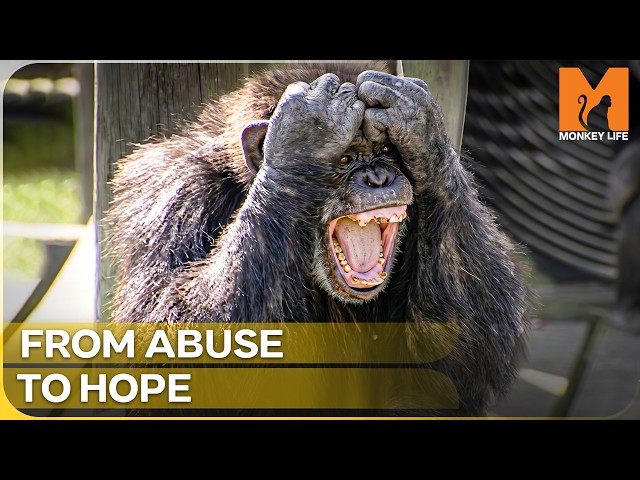 Monkey World's Most Extraordinary Chimp Stories | Monkey Life