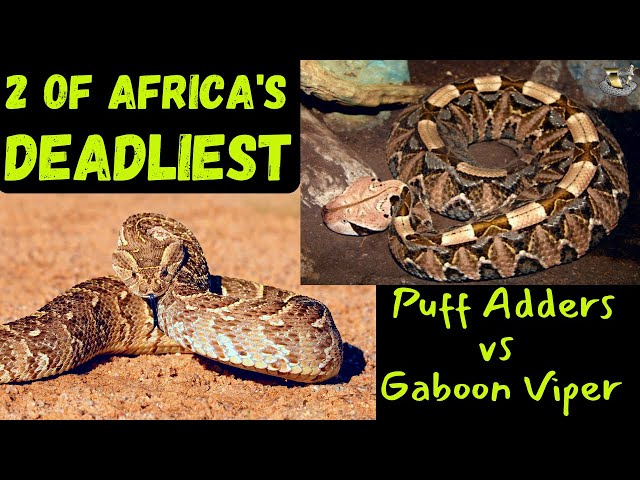Ultimate Showdown: Gaboon Viper vs Puff Adder