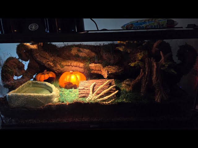 Tiamat's New Bioactive Enclosure!🐍✨️