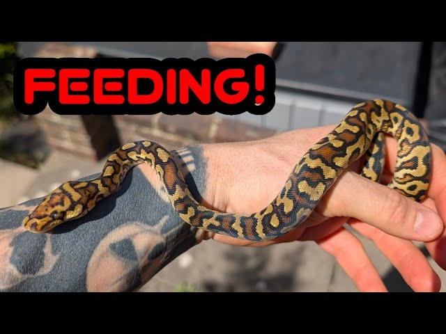 Breeding Ball Pythons. Getting The Hatchlings Feeding.