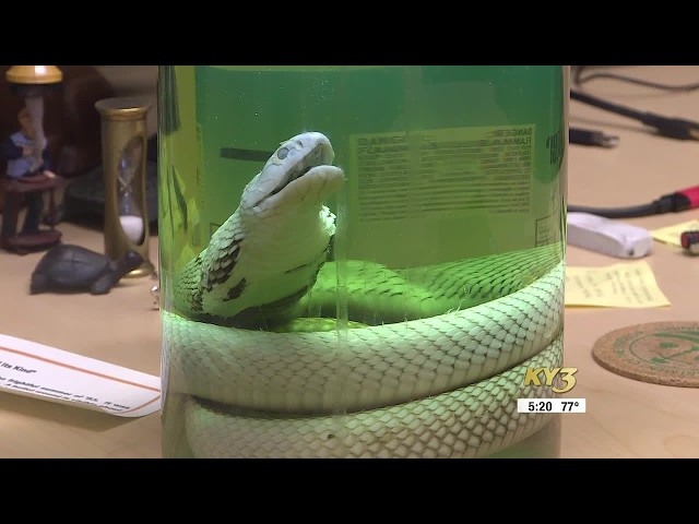 Ozarks Life: Anniversary of 'The Great Cobra Scare of 1953'