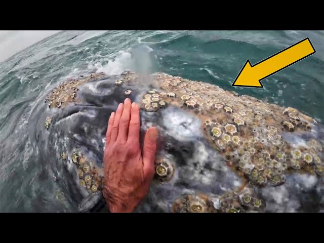 Quitando PERCEBES en BALLENAS 🐳 ¿Por qué los Balanos se Pegan a las Ballenas?