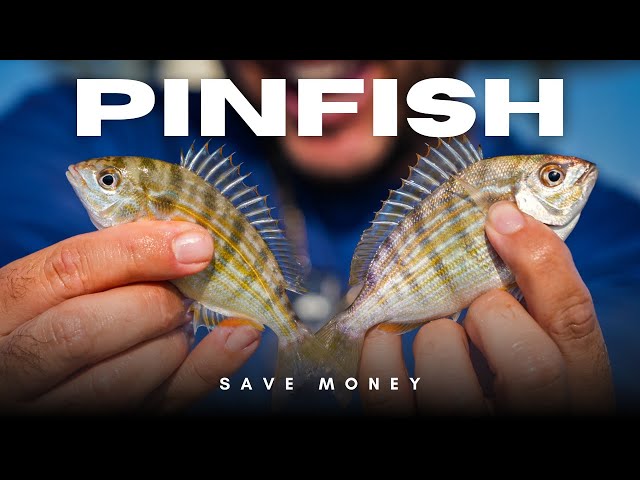 How to Catch Pinfish Fast Without a Trap or Net!