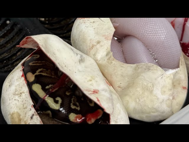 Clutch 2026-03 GHI Mahogany Pied x Black Pastel Mahogany YB Het Pied