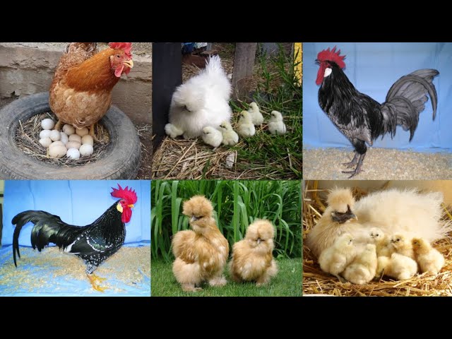 Ground Birds, Fancy Chicken, Murgi, Hen Hatching Eggs, Colour Full Chicks - Hsn Entertainment