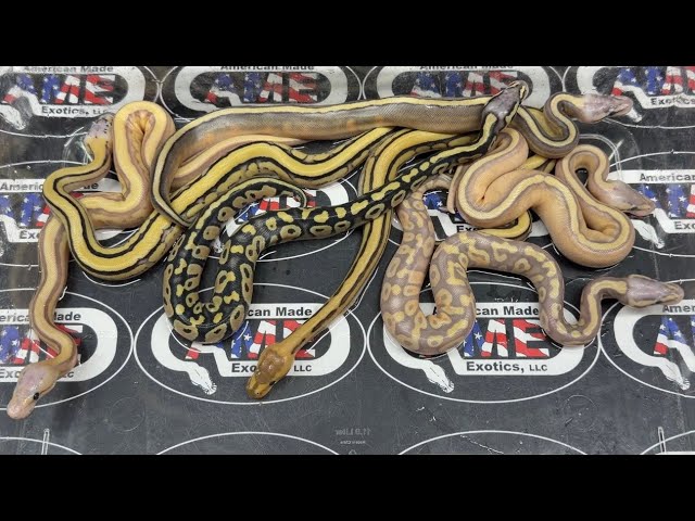 26bpC104 just hatched!