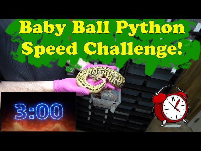 Baby Ball Python Challenge!