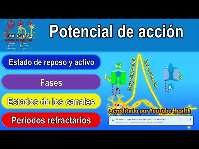 Potencial de acción (resumido) |Función, fases, canales iónicos y periodos refractarios|