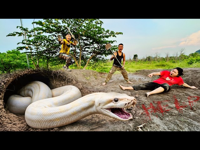 Brave Hunters Dig Out to Capture Two Ferocious Giant White Pythons Underground