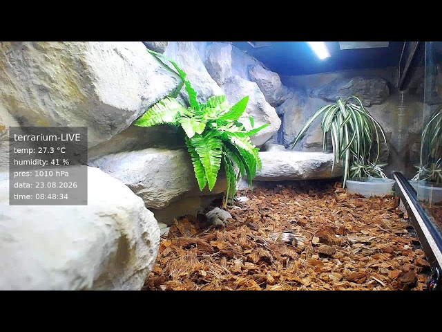 terrarium-LIVE 🔴 23/08/2026 🐍 Ball Python Regius Snake