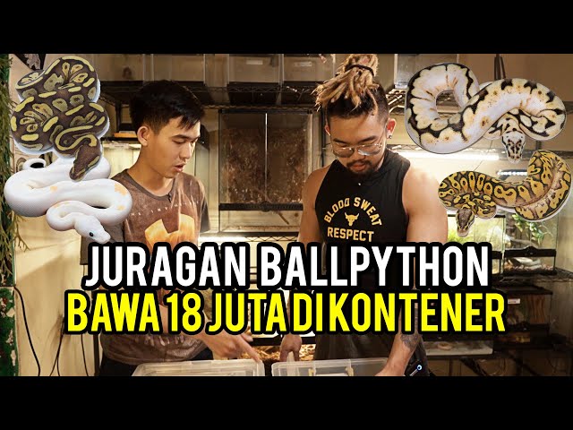 BIKIN NGILER!!! BABY BALLPYTHON HAMPIR 19 JUTA!!! / BAHAS MORPH BALLPYTHON UNIK!!!