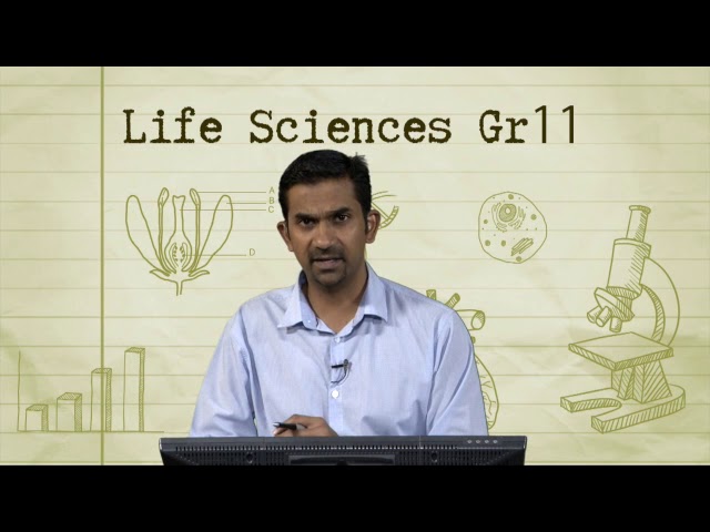 Gr11 LS Photosynthesis