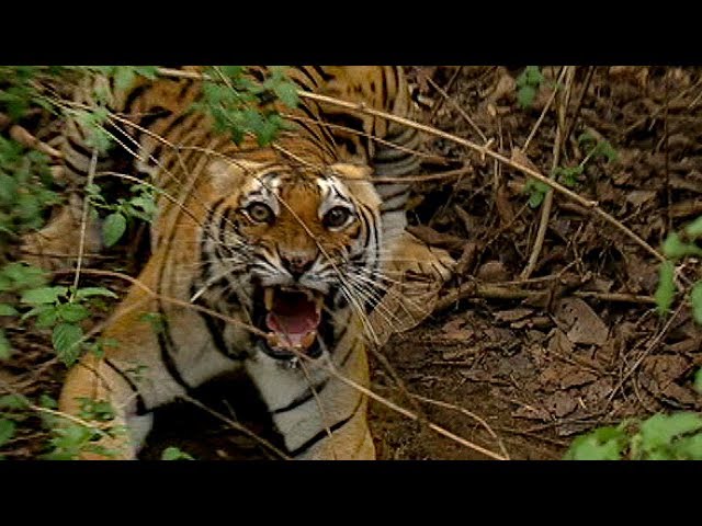Getting Too Close to a Wild Tiger | Deadly 60 | The Travel Edit