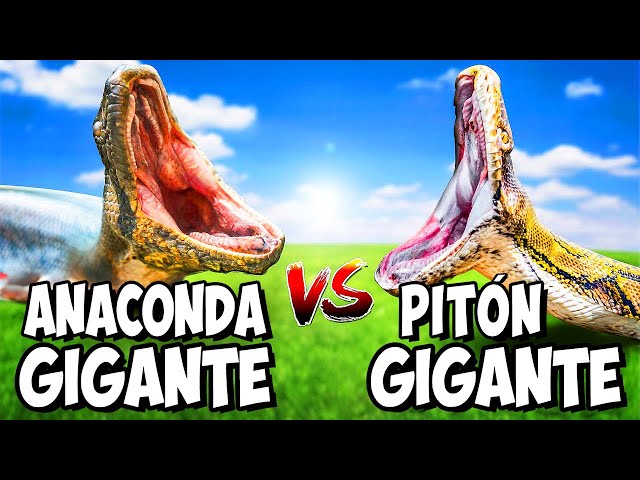 Anaconda Gigante VS Pitón Gigante