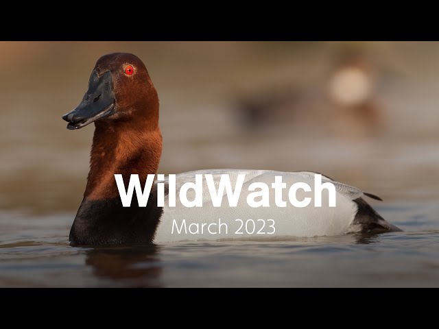 Redhead vs. Canvasback | March 2023
