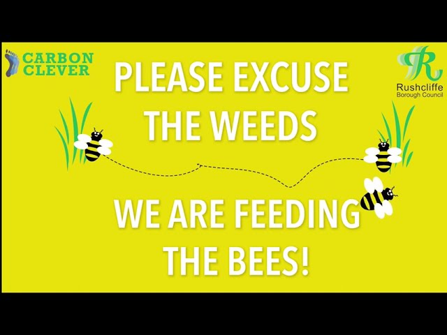 No Mow 2023 Video