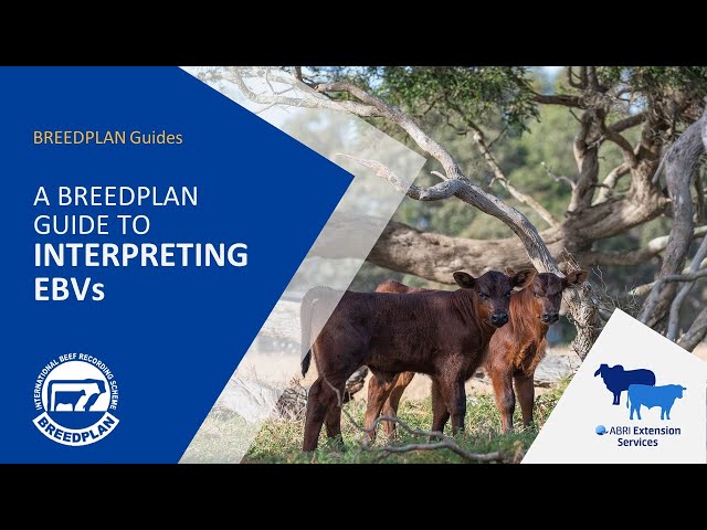 A BREEDPLAN Guide to Interpreting EBVs