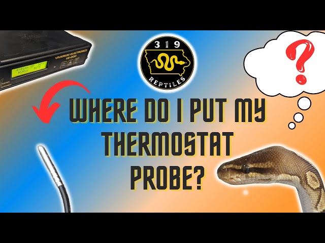 Ball Python Thermostat Setup #reptiles