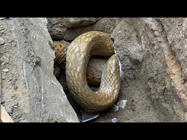 पेट्रोल पम्प से रेस्क्यू किया काफ़ी मोटा तगड़ा घोड़ा पछाड़ सांप Indian Rat Snake Rescue